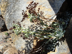 Sedum albomarginatum