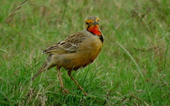 Macronyx capensis capensis