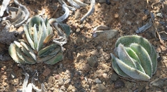 Crassula tomentosa