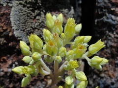 Sedum albomarginatum