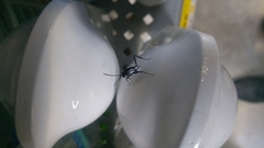 Evania appendigaster