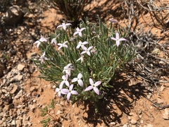 Houstonia rubra