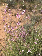 Penstemon ambiguus