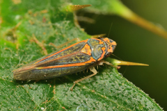 Graphocephala aurolineata