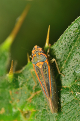 Graphocephala aurolineata