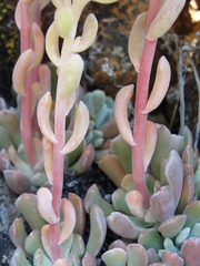 Sedum albomarginatum