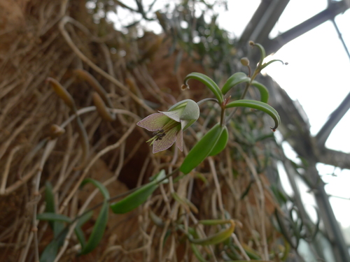 Kalanchoe beauverdii
