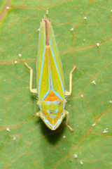 Graphocephala rufimargo