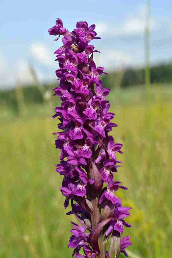 Dactylorhiza × aschersoniana (Hausskn.) Borsos & Soó 2