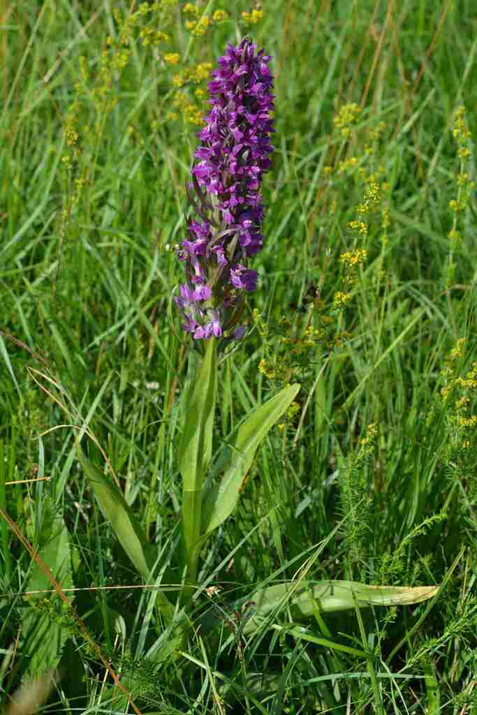 Dactylorhiza × aschersoniana (Hausskn.) Borsos & Soó