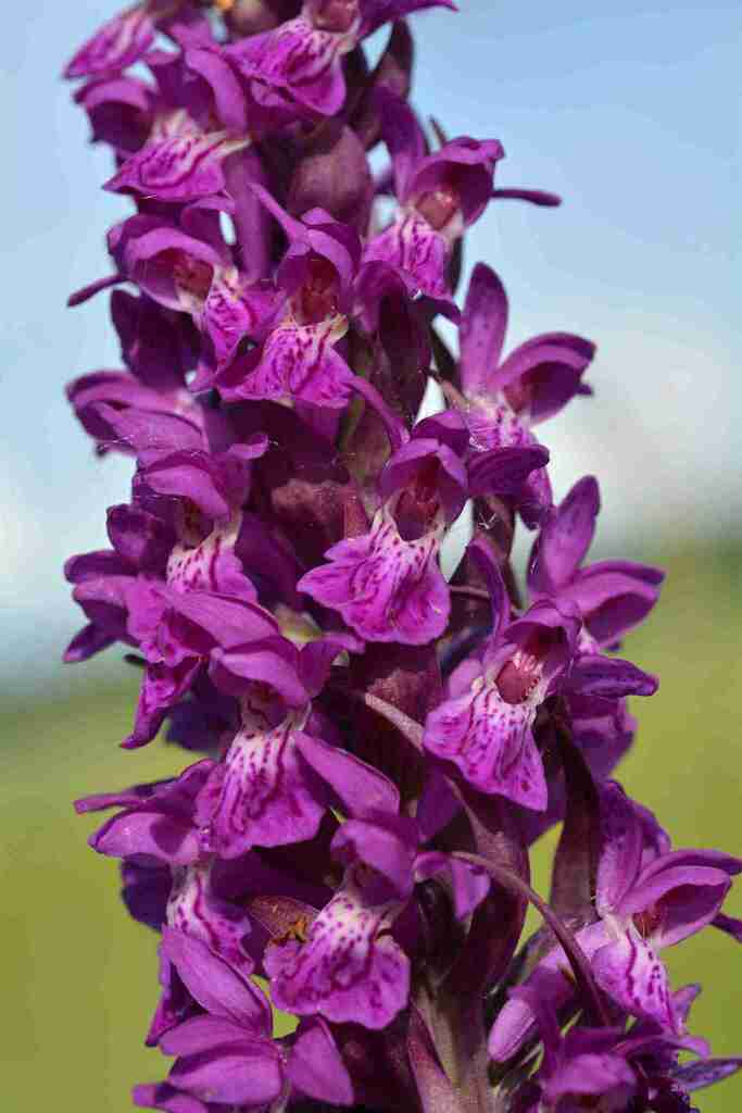 Dactylorhiza × aschersoniana (Hausskn.) Borsos & Soó 3