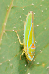 Graphocephala rufimargo