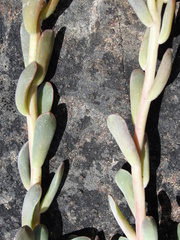 Sedum albomarginatum