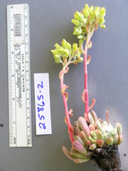 Sedum albomarginatum