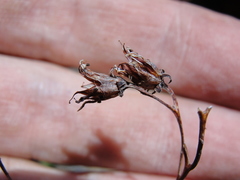 Sedum albomarginatum