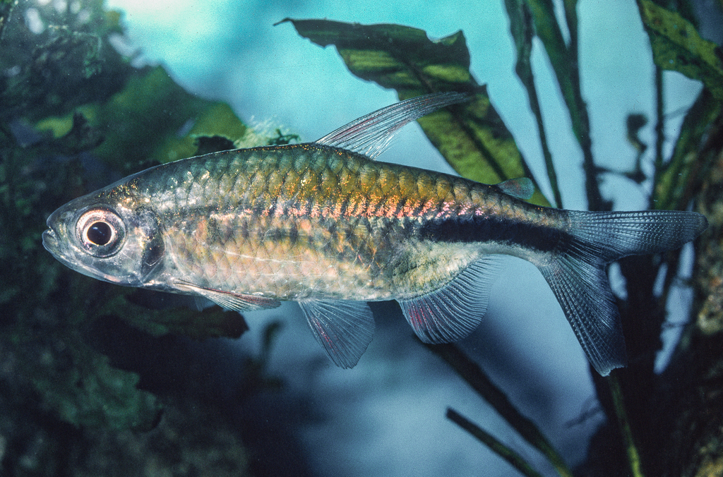 Caudal-stripe tetra (Phenacogrammus urotaenia) — Alestidae
