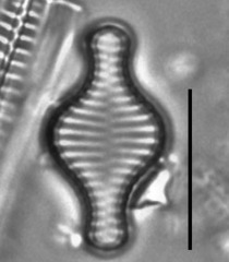 Staurosira construens