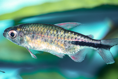 Caudal-stripe tetra (Phenacogrammus urotaenia) — Alestidae — 2