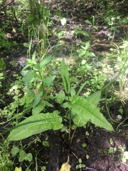 Rumex sanguineus