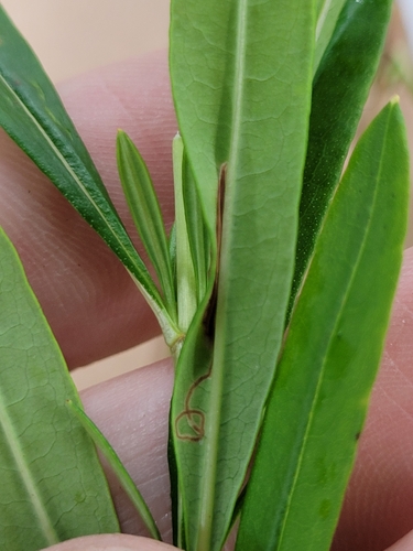 Caloptilia hypericella photo 5