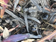Eucalyptus globulus pseudoglobulus