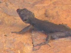 Hemicordylus capensis
