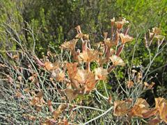 Limonium longifolium