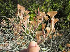 Limonium longifolium