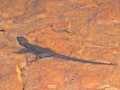 Hemicordylus capensis