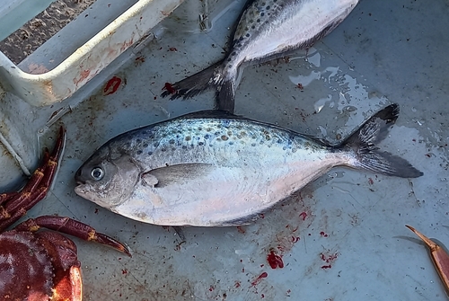 Southern silver pomfret (Stromateus stellatus) — Stromateidae — 5