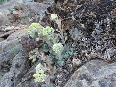 Sedum albomarginatum