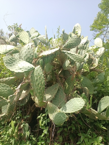 Indian fig opuntia