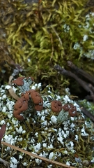 Cladonia cariosa
