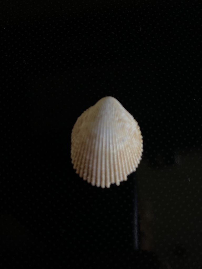 Vasticardium hawaiense