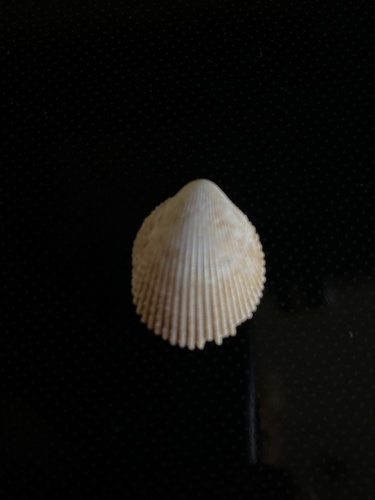 Vasticardium hawaiense