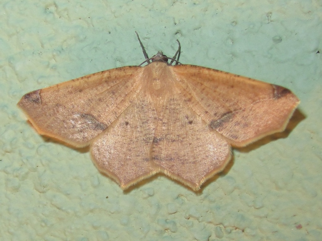 Antepione imitata