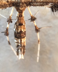 Geina periscelidactylus