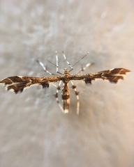 Geina periscelidactylus