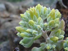 Sedum albomarginatum