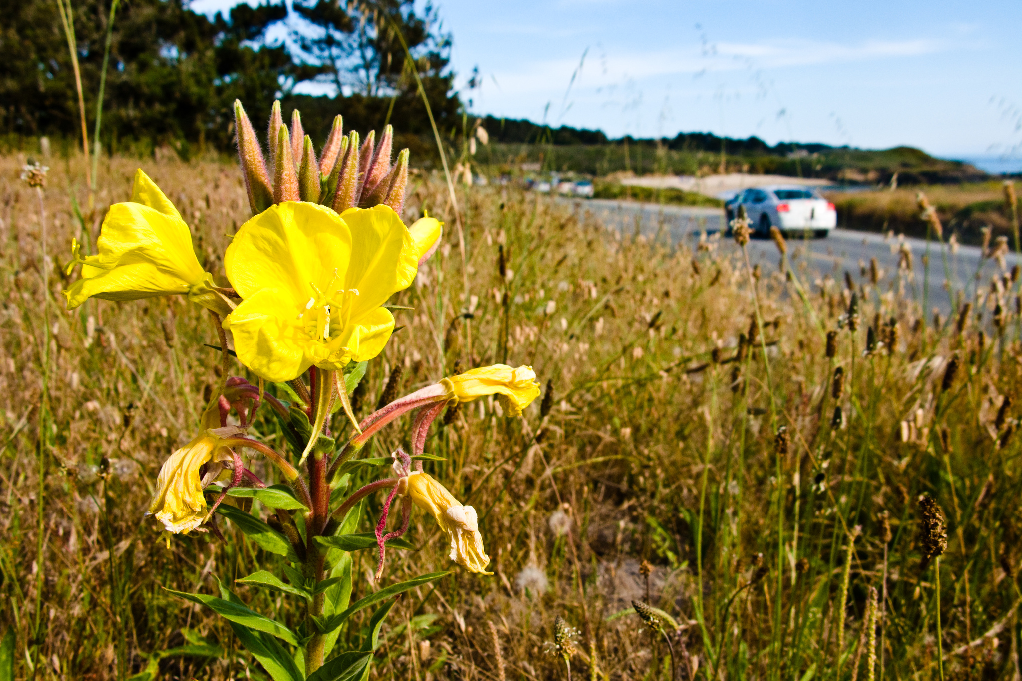 Oenothera elata ssp. hookeri