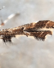 Geina periscelidactylus