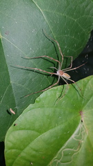 Hygropoda lineata
