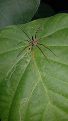 Hygropoda lineata