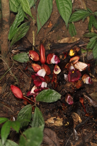 Aeginetia acaulis