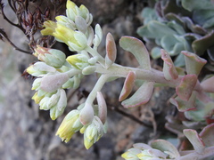 Sedum albomarginatum