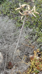 Cyrtanthus angustifolius