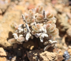 Drosanthemum framesii