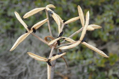 Cyrtanthus angustifolius