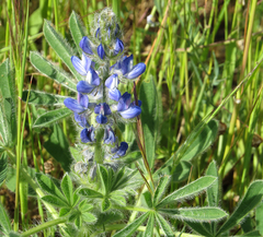Lupinus micranthus