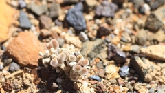 Drosanthemum framesii